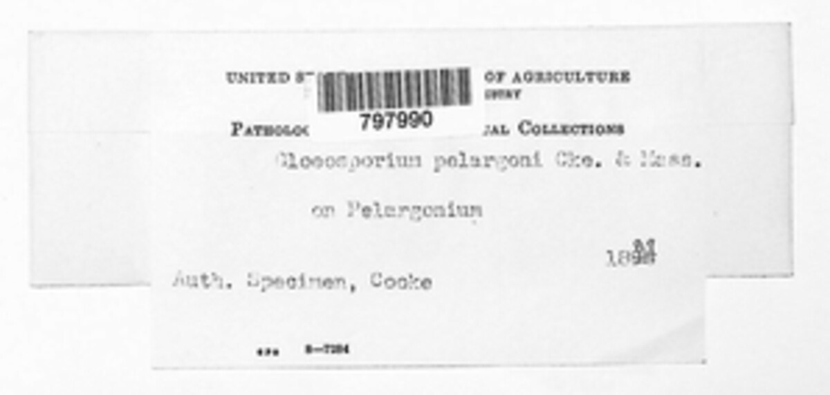 Gloeosporium pelargonii image
